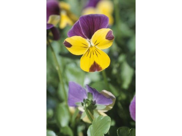 A yellow and purple garden is a happy garden.