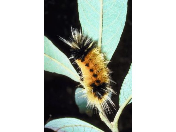 A wooly bear caterpillar