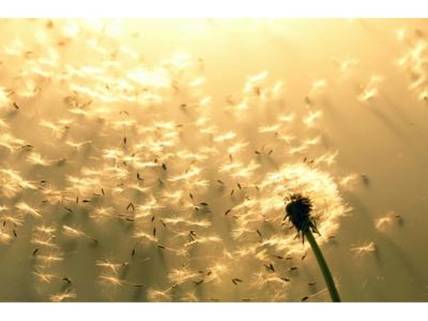 Seed dispersal