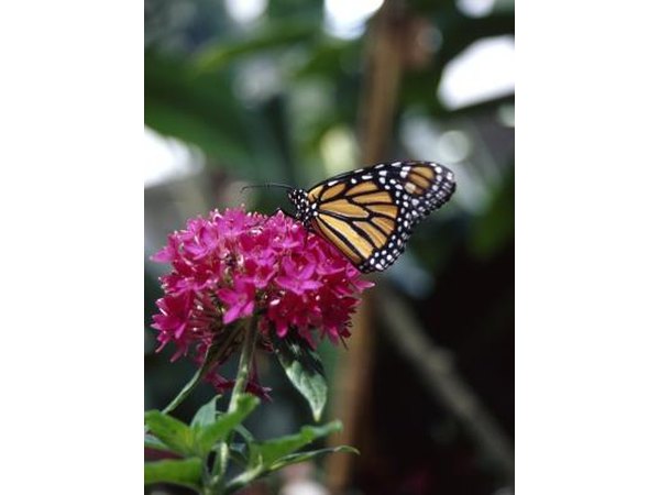 Monarchs sip nector from any flowering plant.