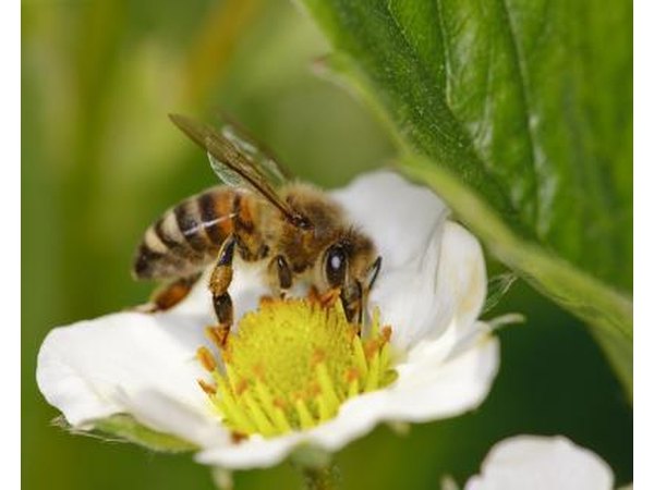 Bee on flower