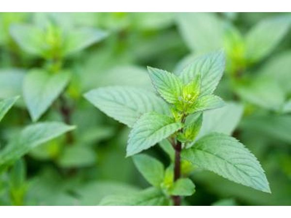 To make peppermint tea, crush a handful of fresh leaves, place them in a mug or bowl and pour boiling water over them
