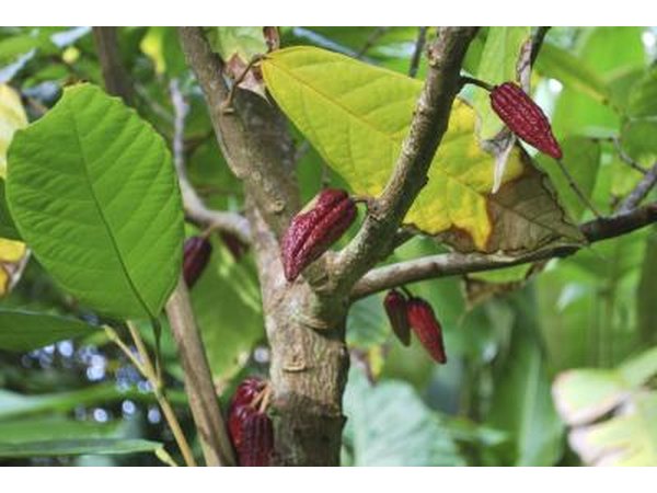 Cocoa trees can grow to 26 feet.