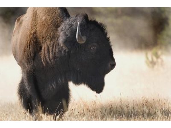 Bison became a common sight on the Oregon Trail.