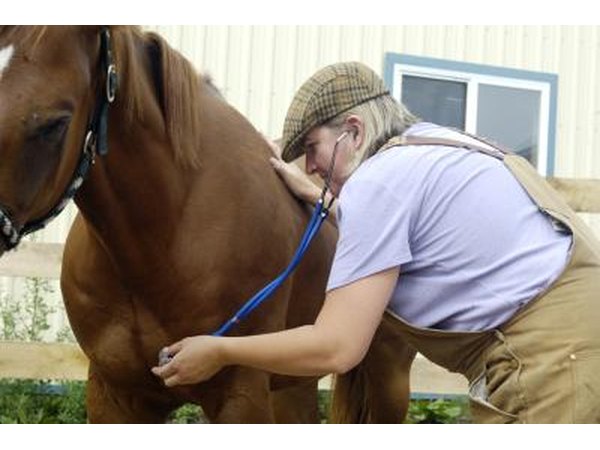 Veterinarian listening to horse