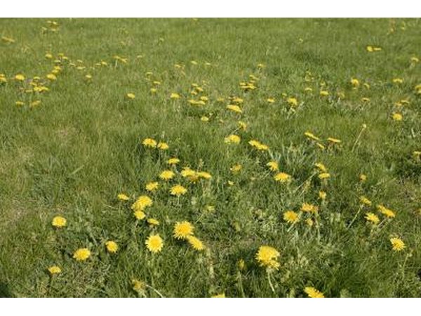 Weeds will need to be removed.