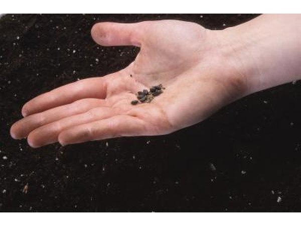 Seeds