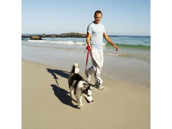A man walks his dog on the beach.