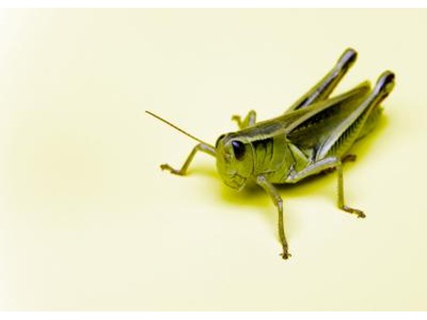 Grasshoppers