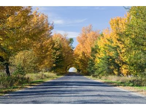 A line of maple trees along a country road.