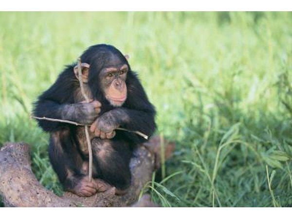 they use twigs and stones as tools for food gathering