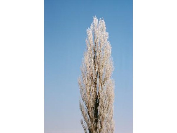 Poplar