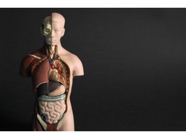 Human internal organs.
