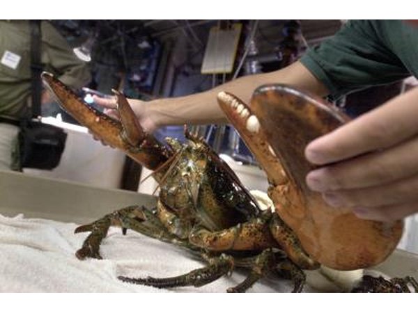 Aquarium staff restrains a sixteen pound lobster caught off the coast of Massachusetts