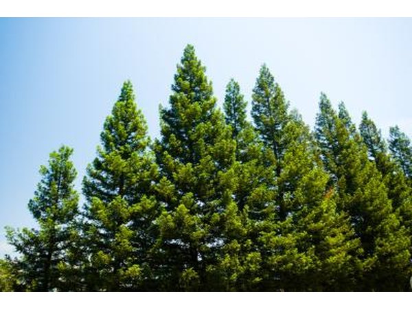 take advantage if you live in an area with pine trees