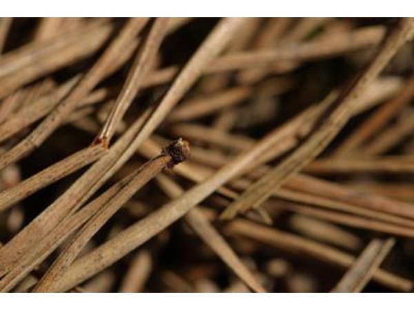 Rhizosphaera needle cast is spread by splashing water from rain or irrigation.
