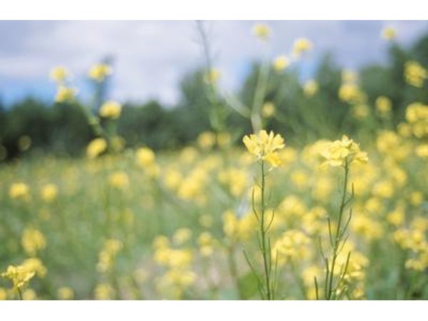 Use wildflowers to plant near location.