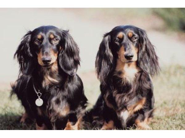 Dachshunds