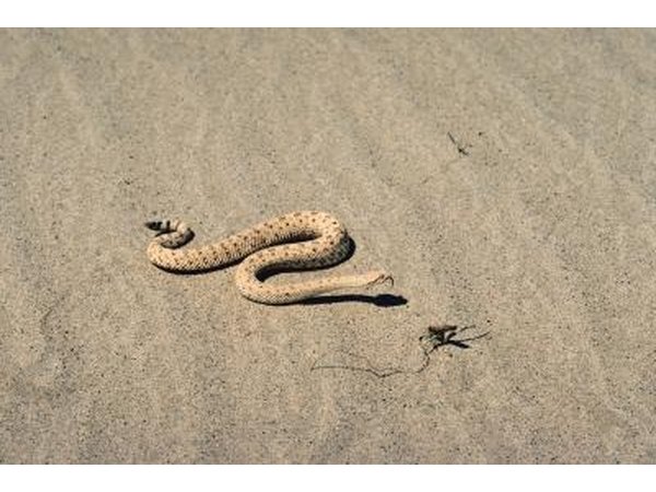 The sidewinder rattlesnake is so called for its unique way of moving across the sand.
