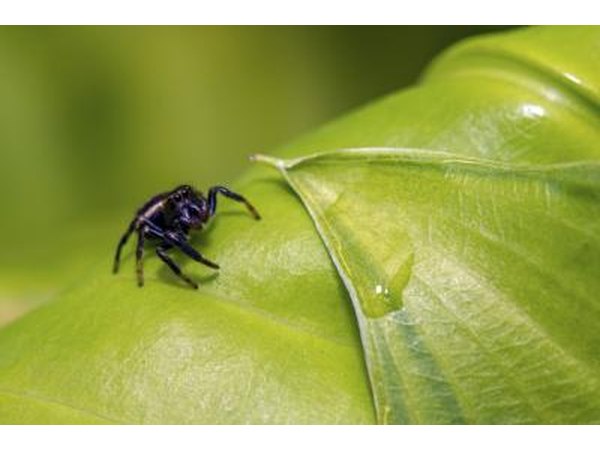 Jumping spider