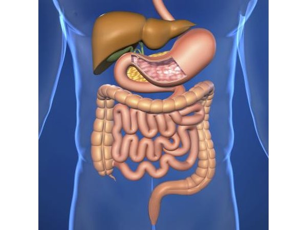 Human digestive tract