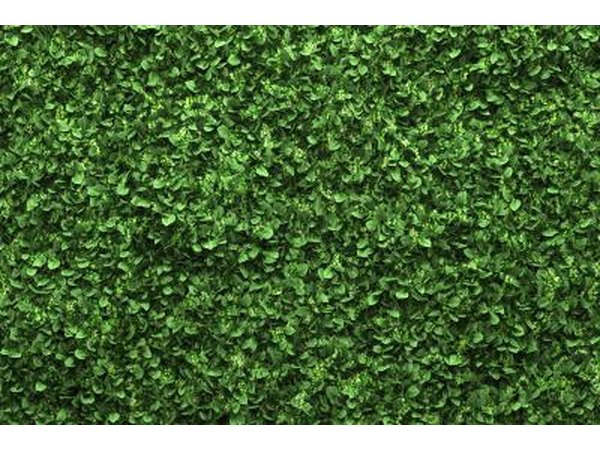 Close up of hedges.