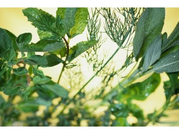 An assortment of garden herbs.