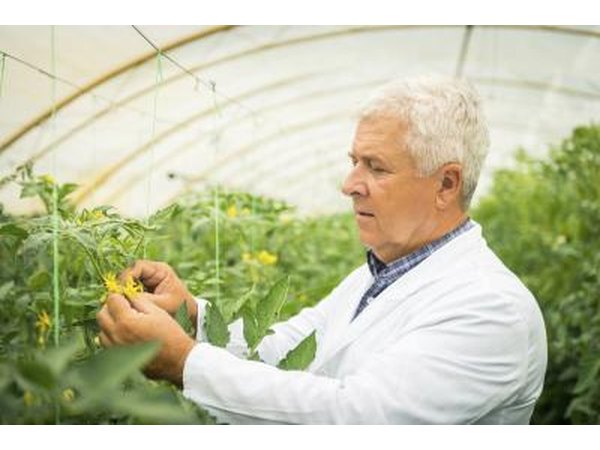 Biologist studying plants