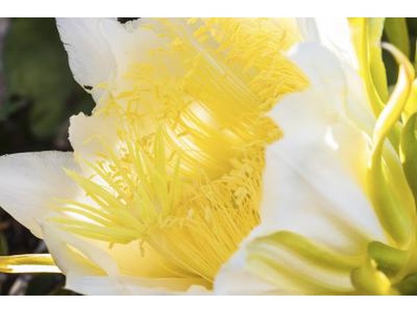 Night blooming cereus flower.