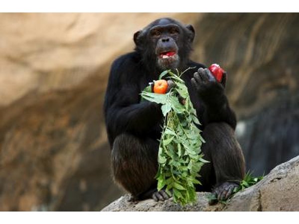 chimpanzee eating apples