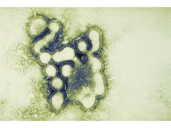 Magnified virus.