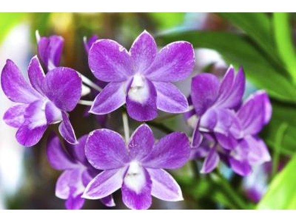 purple orchids