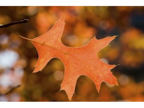 A close-up of a pin oak leaf in autumn.
