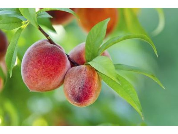 healthy peaches on peach tree