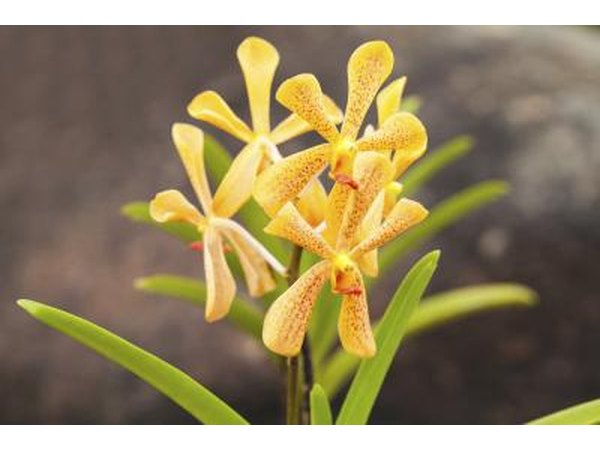 yellow mokara orchid