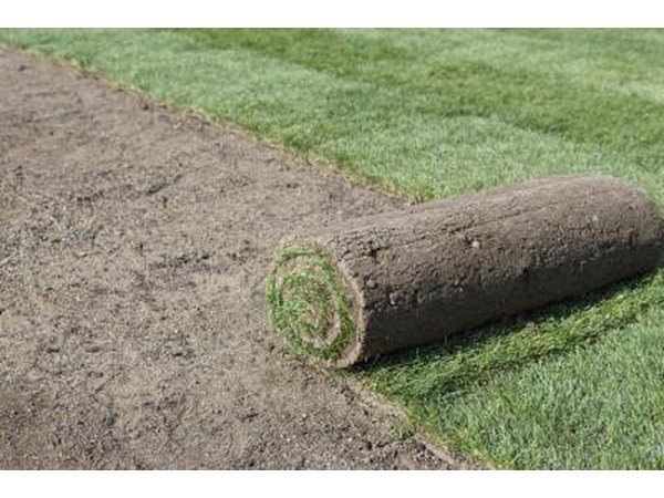 One advantage of sod is that it can be rolled out at almost any time of the year.
