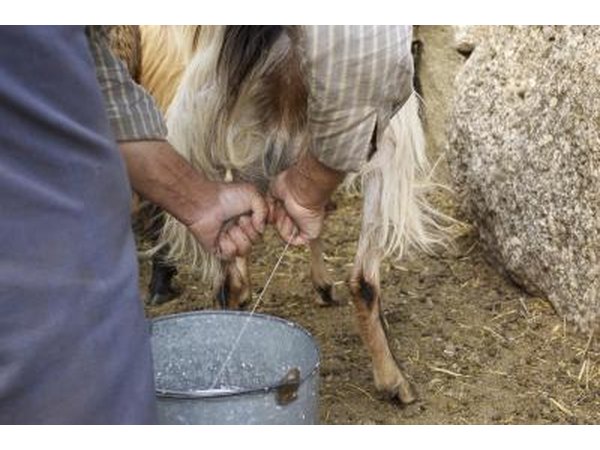 Raw goat milk can be used to make soap.