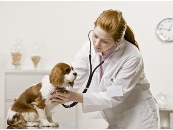 Bring your dog to the vet as soon as possible.