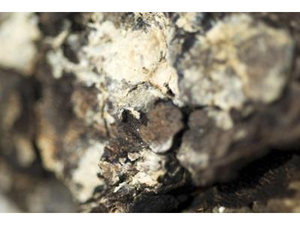 Close-up of white tree mold on bark