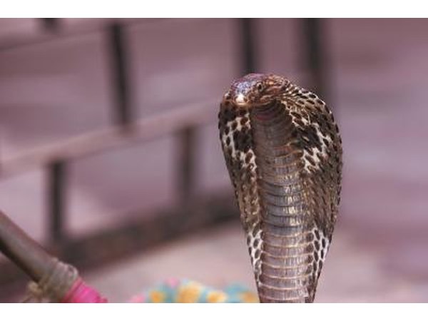 Interesting Facts About The King Cobra Snake With