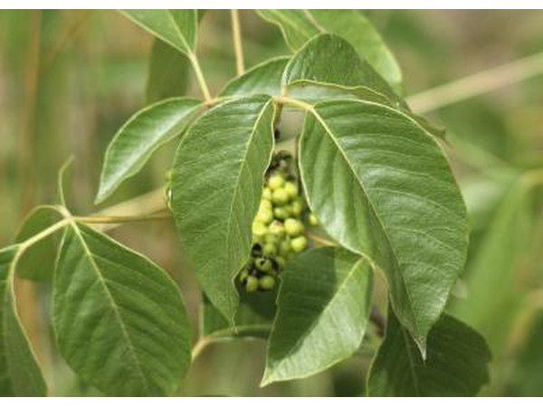 Poison ivy berries.