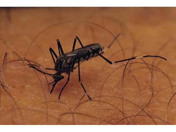 Mosquitos