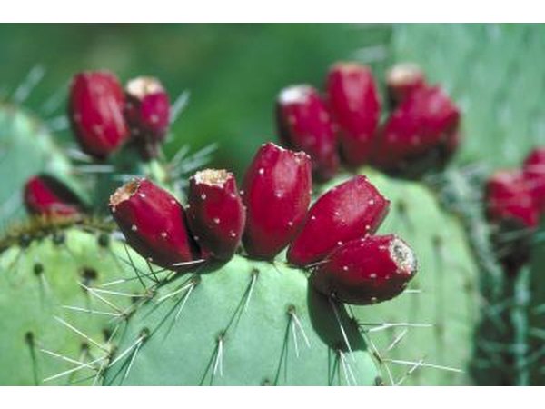 The flowers of succulents and cacti attract birds, bees and butterflies.
