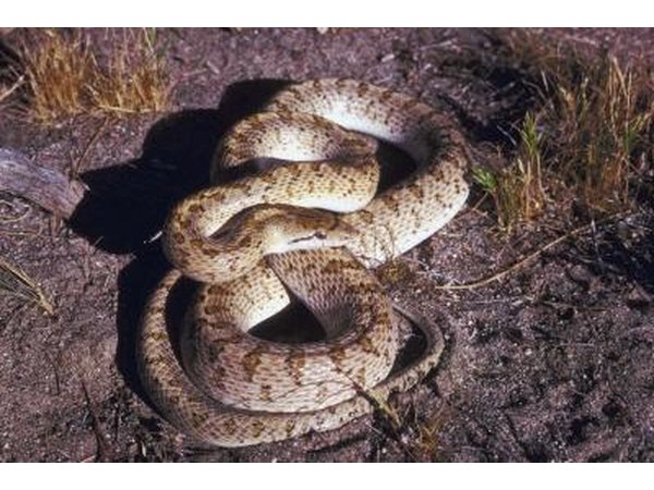 snake