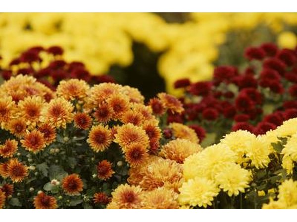 Send flowers.