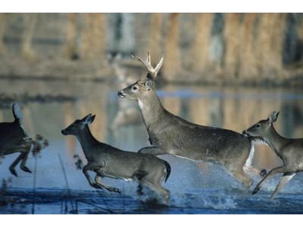 Plants and Animals of the Blue Ridge Region