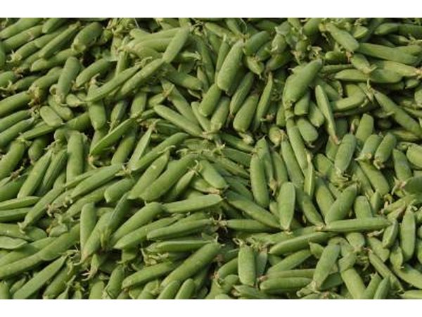 Certain varieties of peas are better equipped to handle North Carolina heat.