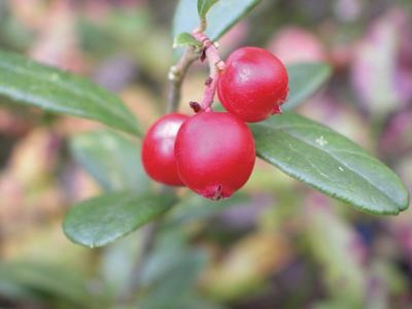 hawthorn berries