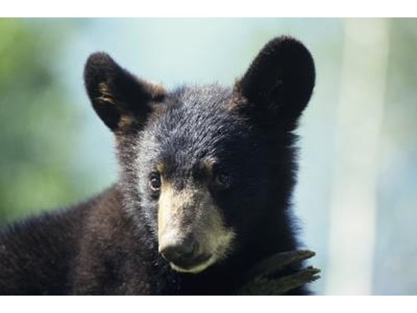 baby bear photo