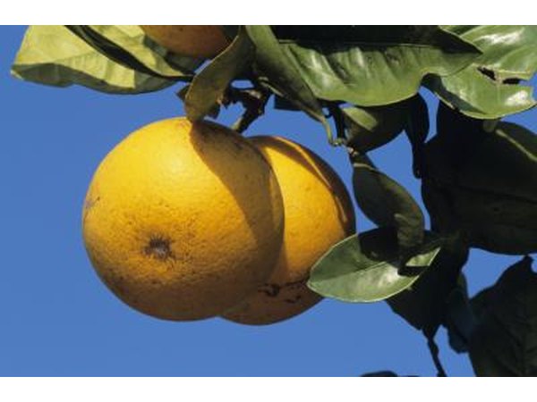 Grapefruits on a tree